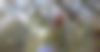Recolte_olives_lucques-M_RICARD_OT-THAU