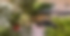 Jardin-3